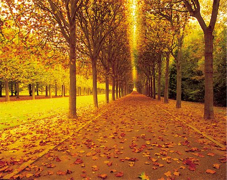 fall pictures of paris - Tree Lined Road Stock Photo - Rights-Managed, Code: 859-03193985