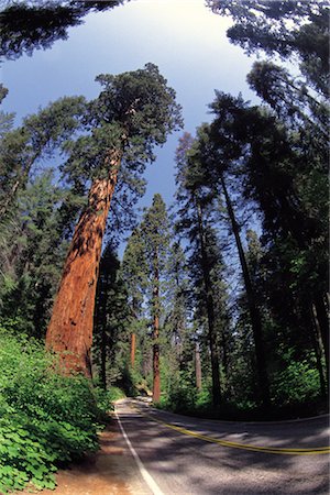 sequoia national park - Tree Lined Road Foto de stock - Con derechos protegidos, Código: 859-03193997