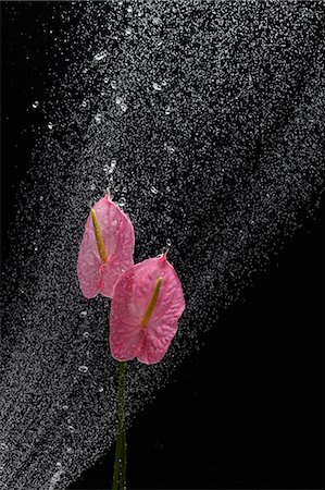 pink splash - Anthurium Stock Photo - Rights-Managed, Code: 859-03598791