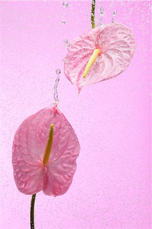 Anthuriums Stock Photo - Rights-Managed, Code: 859-03598801