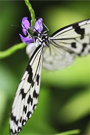 Butterfly On Flower Stock Photo - Rights-Managed, Code: 859-03598881