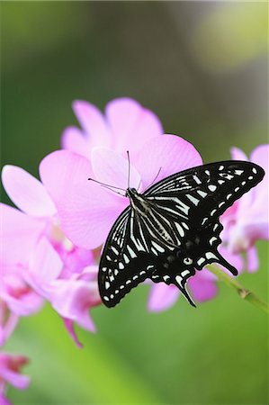 Butterfly On Flower Stock Photo - Rights-Managed, Code: 859-03598901