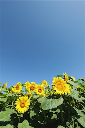 september - Sunflower Field Stock Photo - Rights-Managed, Code: 859-03598924