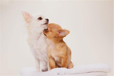 puppy with child white background - Chihuahua Stock Photo - Rights-Managed, Code: 859-03598946