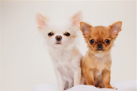 puppy with child white background - Chihuahua Stock Photo - Rights-Managed, Code: 859-03598947