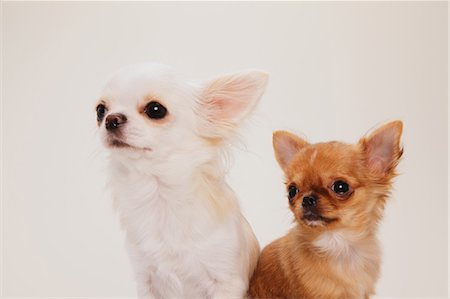 puppy with child white background - Chihuahua Stock Photo - Rights-Managed, Code: 859-03598949