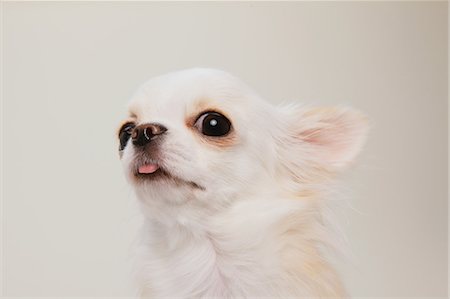 puppy with child white background - Chihuahua Stock Photo - Rights-Managed, Code: 859-03598955