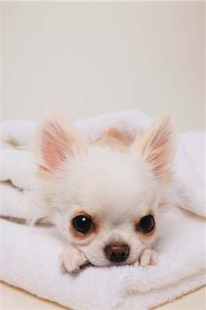 puppy with child white background - Chihuahua Stock Photo - Rights-Managed, Code: 859-03598957