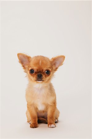 Chiots de Chihuahua Photographie de stock - Rights-Managed, Code: 859-03598964