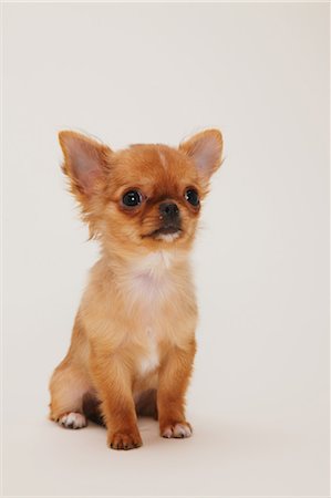 Chiots de Chihuahua Photographie de stock - Rights-Managed, Code: 859-03598965