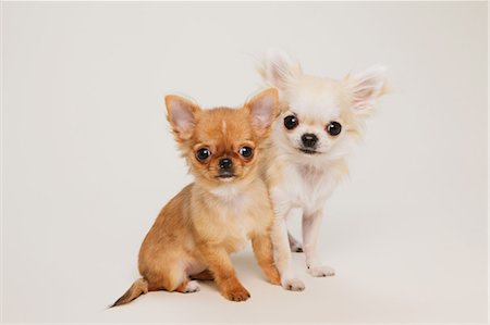 puppy studio - Chihuahua Stock Photo - Rights-Managed, Code: 859-03598975