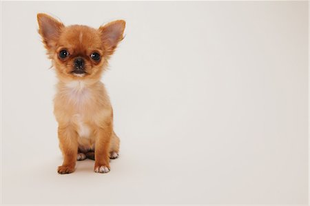 Puppy Of Chihuahua Stock Photo - Rights-Managed, Code: 859-03598972