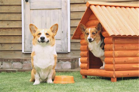 doghouse - Pembroke Welsh Corgi Stock Photo - Rights-Managed, Code: 859-03599472