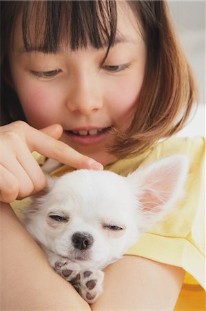 dog face frontal view - Chihuahua And Girl Stock Photo - Rights-Managed, Code: 859-03599516