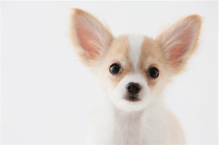 Chihuahua Photographie de stock - Rights-Managed, Code: 859-03600954