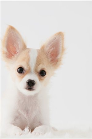 dogs on white - Chihuahua Stock Photo - Rights-Managed, Code: 859-03600957