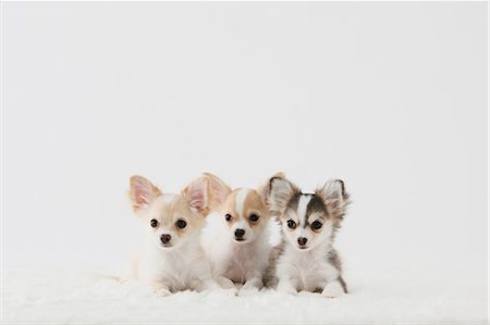 friends white background - Chihuahua Stock Photo - Rights-Managed, Code: 859-03600967