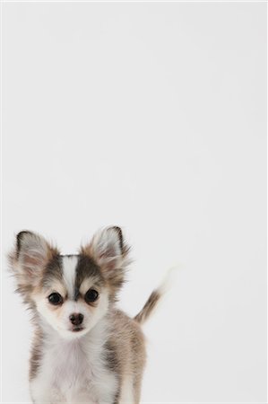 Chihuahua Stock Photo - Rights-Managed, Code: 859-03600968