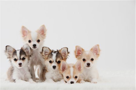 friends white background - Chihuahua Stock Photo - Rights-Managed, Code: 859-03600974