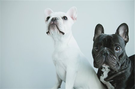 dog eyes - French Bulldog Stock Photo - Rights-Managed, Code: 859-03600995