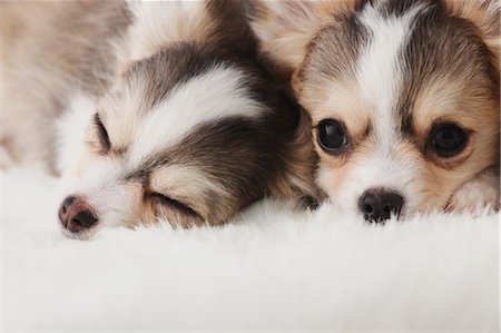 dogs lying down - Chihuahua Foto de stock - Con derechos protegidos, Código: 859-03601318