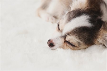 dog sleeping - Chihuahua Stock Photo - Rights-Managed, Code: 859-03601319