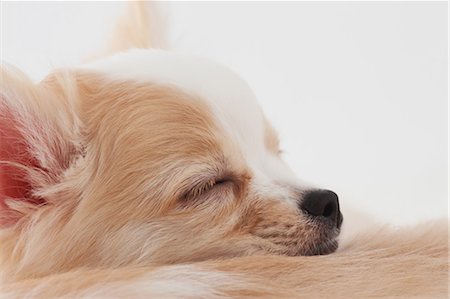 dog sleeping - Chihuahua Stock Photo - Rights-Managed, Code: 859-03601324