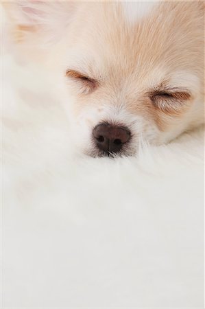 dog sleeping - Chihuahua Stock Photo - Rights-Managed, Code: 859-03601326