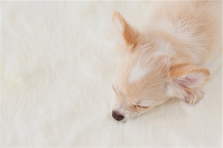 dog sleeping - Chihuahua Stock Photo - Rights-Managed, Code: 859-03601327