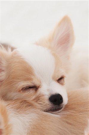 dog sleeping - Chihuahua Stock Photo - Rights-Managed, Code: 859-03601320