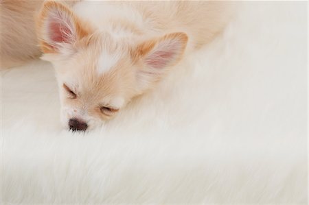 dog sleeping - Chihuahua Stock Photo - Rights-Managed, Code: 859-03601321