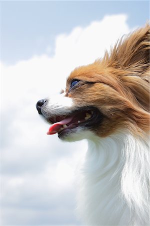 simsearch:859-03782402,k - Papillion chien avec sa langue dehors Photographie de stock - Rights-Managed, Code: 859-03782365