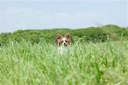 simsearch:859-03782402,k - Papillion chien dans le parc Photographie de stock - Rights-Managed, Code: 859-03782370