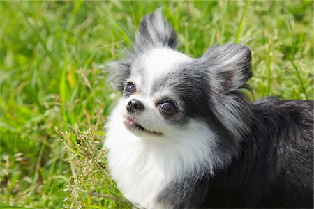 Chihuahua Hund Stockbilder - Lizenzpflichtiges, Bildnummer: 859-03782396