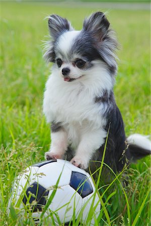 Chien jouant avec ballon Photographie de stock - Rights-Managed, Code: 859-03782399