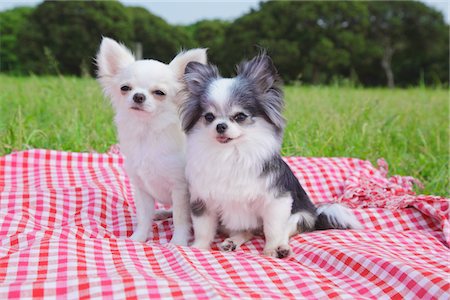 perro chihuahua - Dogs Sitting in Park Foto de stock - Con derechos protegidos, Código: 859-03782402