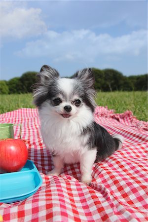 Dog Sitting on Checkered Cloth Foto de stock - Con derechos protegidos, Código: 859-03782403