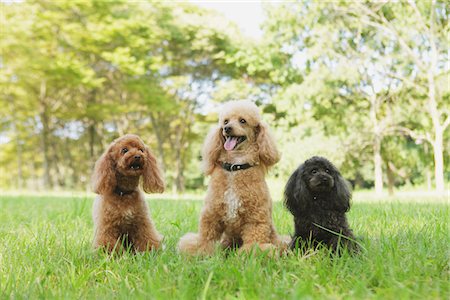 row of dogs - Poodle Dogs Stock Photo - Rights-Managed, Code: 859-03805787