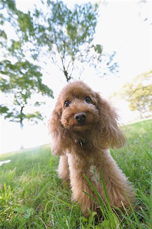 pedigree - Poodle Dog Stock Photo - Rights-Managed, Code: 859-03806235