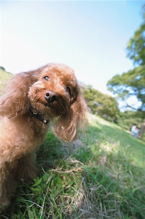 poodle - Poodle Dog Stock Photo - Rights-Managed, Code: 859-03806245