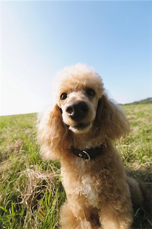 Miniature Poodle Dog Fotografie stock - Rights-Managed, Codice: 859-03806247