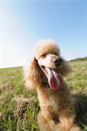 Miniature Poodle Dog Fotografie stock - Rights-Managed, Codice: 859-03806248