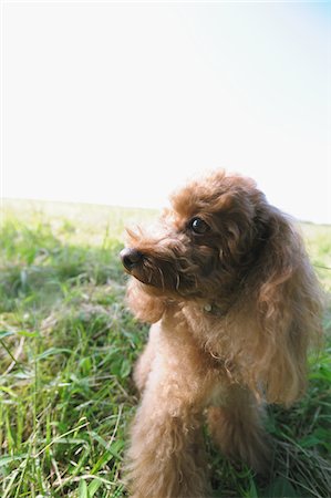 poodle - Poodle Dog Stock Photo - Rights-Managed, Code: 859-03806243