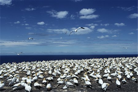 simsearch:859-03806421,k - Northern Gannet, New Zealand Foto de stock - Con derechos protegidos, Código: 859-03806436