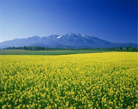 Angas Farm, Hokkaido, Japan Stock Photo - Rights-Managed, Code: 859-03806563