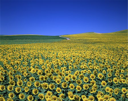 sunflower field not children - Sunflower Field Of Andalucia, Spain Foto de stock - Con derechos protegidos, Código: 859-03806571