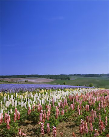 simsearch:859-03598414,k - Shikisainooka, Hokkaido, Japan Foto de stock - Con derechos protegidos, Código: 859-03806852