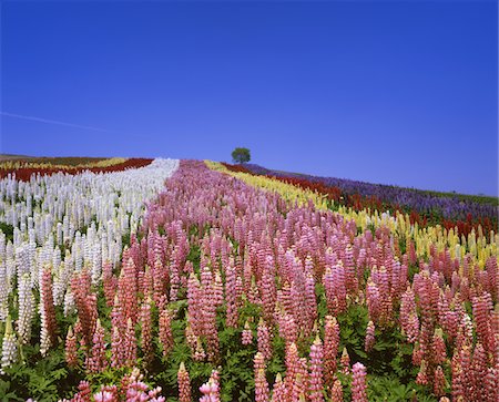 simsearch:859-03806674,k - Shikisainooka, Hokkaido, Japan Foto de stock - Con derechos protegidos, Código: 859-03807003