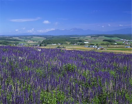 scarlet sage - Kamifurano, Hokkaido, Japan Stock Photo - Rights-Managed, Code: 859-03807094