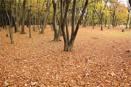 Ground Covered With Leaves Stock Photo - Rights-Managed, Code: 859-03839305